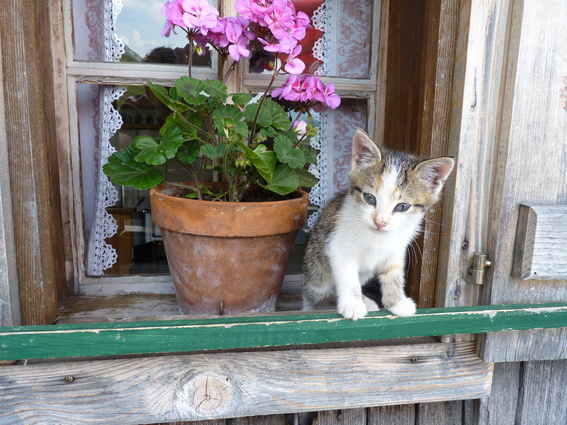 Bergdorf der Tiere